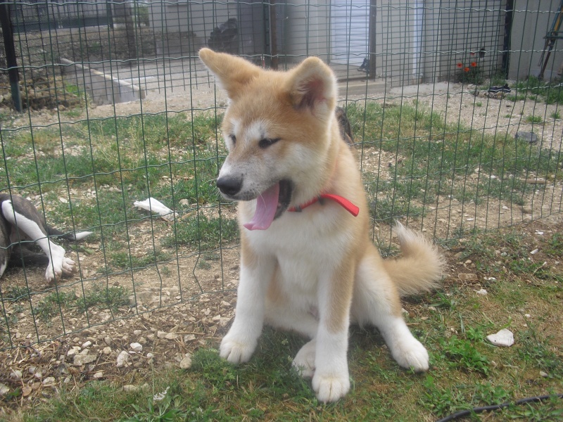 akita - présentation de notre chiot akita inu Kyo de 4 mois. 01012