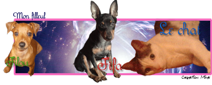 Capsule cherche une nouvelle famille ! (femelle Pinscher Nain, noir & feu - 4 ans - LOF) ADOPTEE - Page 2 Signaf10