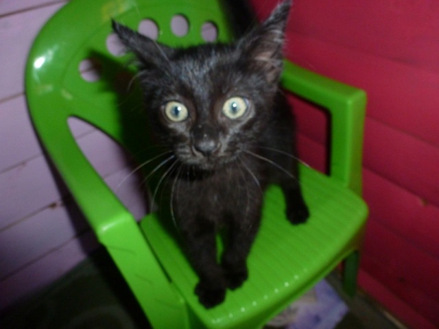 Hamlet chaton noir né en août 2012 P1010314