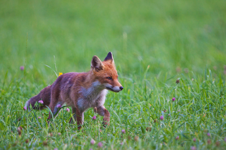 renard Img_2512