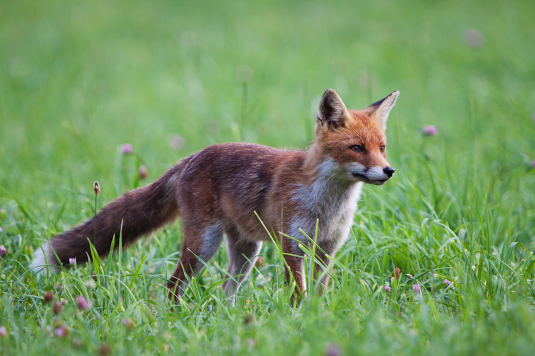 renard Img_2513