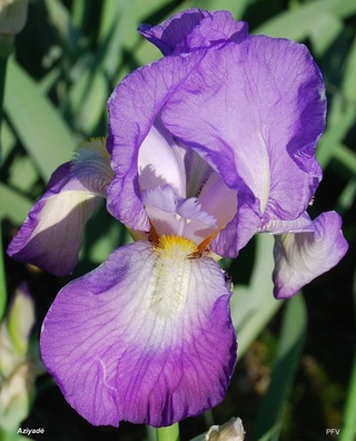 Iris 'Tosca' ? - Beaujoire [identification en cours] Aziyad10