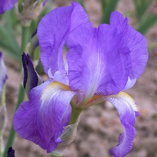 Iris 'Tosca' ? - Beaujoire [identification en cours] Aziyad11