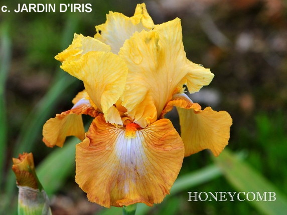 Iris 'My Honeycomb' - James Gibson 1958 Honeyc10