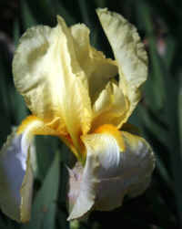 Iris jaune/blanc 41 pamina [identification en cours] Prince10