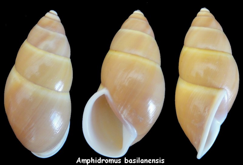 Amphidromus basilanensis (Bartsch,1917) Amphid10