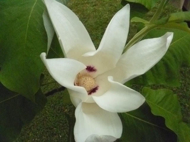 Magnolia macrophylla - magnolia à grandes feuilles  Magnol10