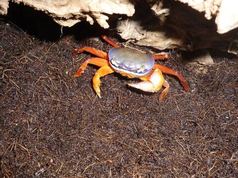 Cardisoma armatum (crabe tricolore)