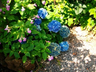 Hydrangea..... boutures !!! - Page 2 3_aout10