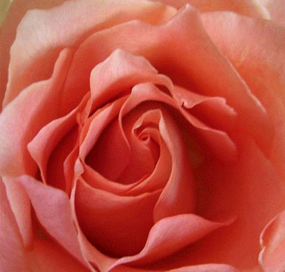 « Cette rose magnifique, elle est pour toi, Jésus. » Samedi11