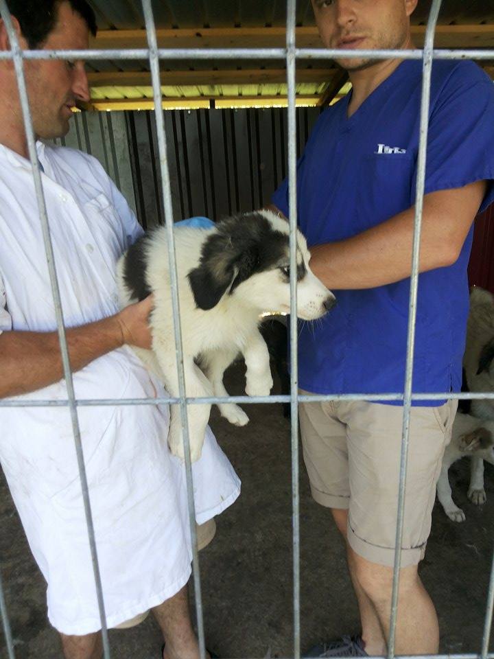 Appel aux dons pour nos chiots et nos mamans courage 13579010