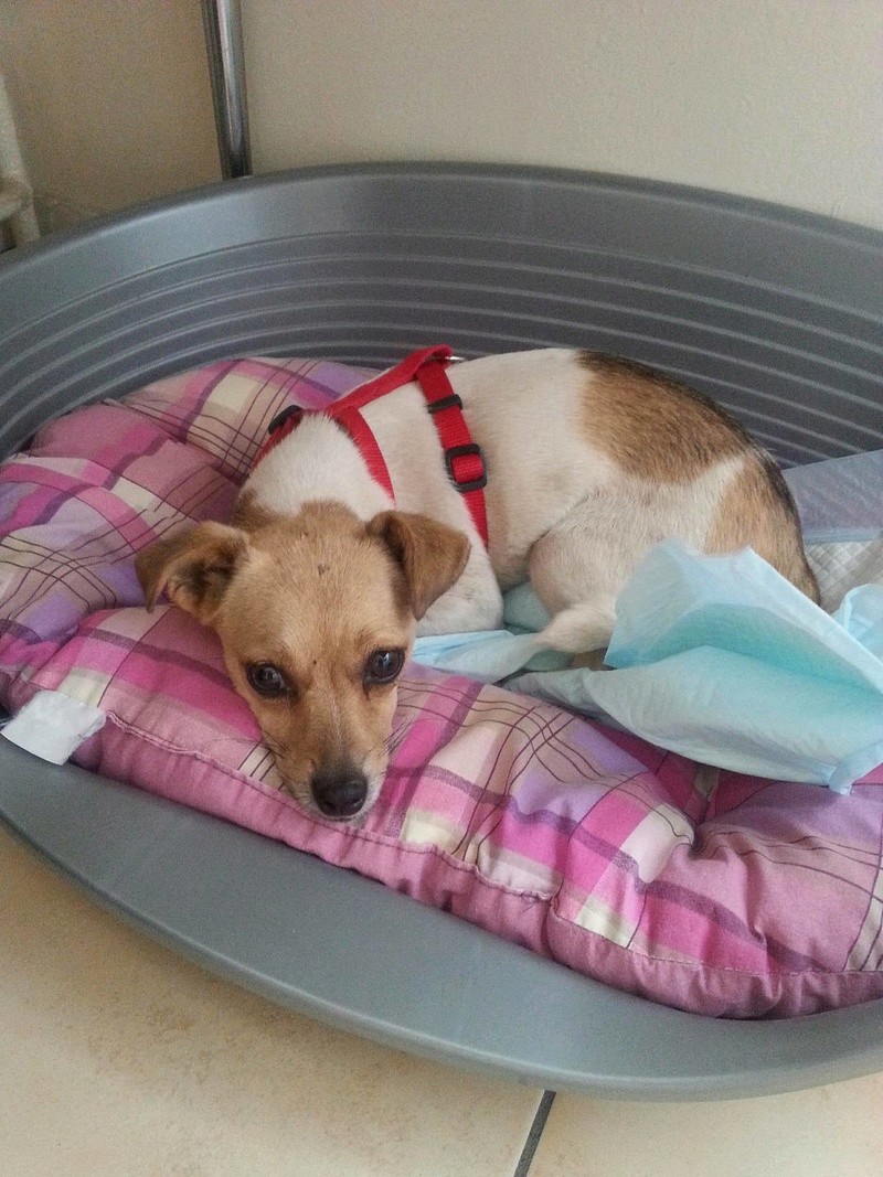 LOLA (ex LOLITA) - femelle mini croisée jack russell petite taille née en 2015 - (Pascani) - adoptée par Marie-France (91) - Page 3 13844212