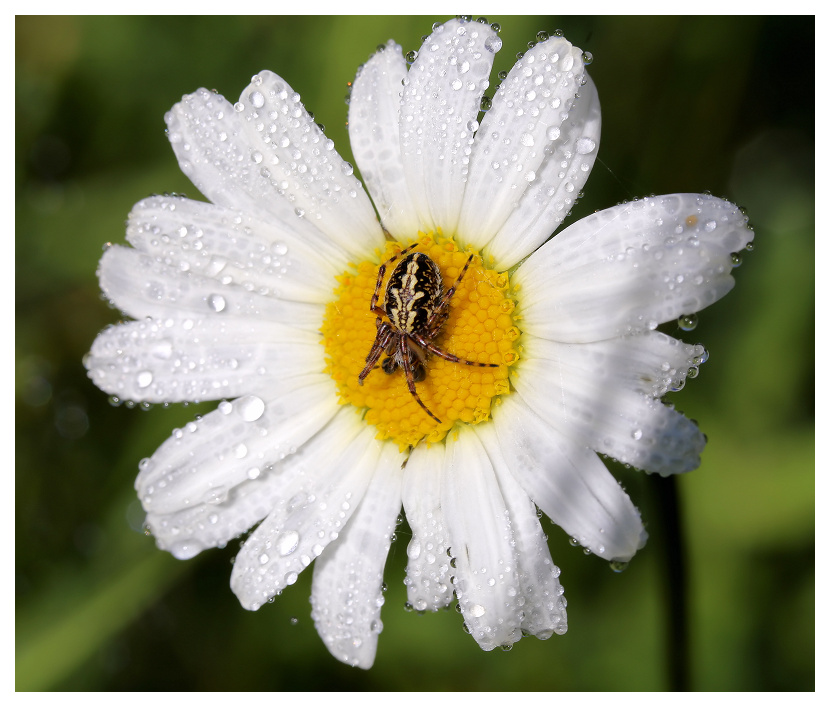 Variations autour d'une marguerite Margue11