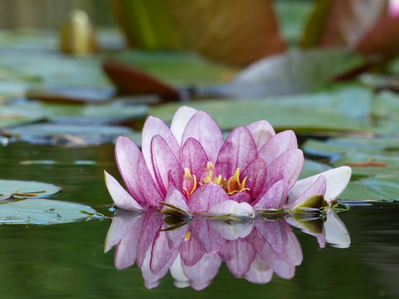 Le lotus, la fleur de la sagesse et de l'hatitude zen !!!! P1210211