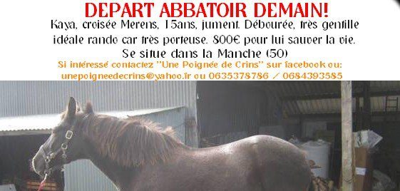 URGENCE BOUCHERIE! Appel aux dons!  jument mérens 15 ans Aaaa10