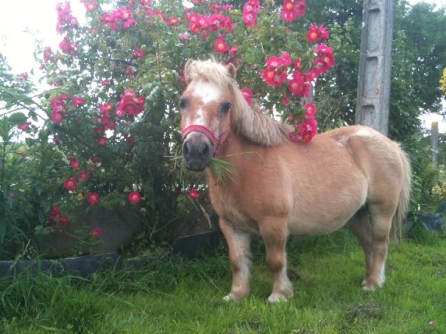 Mini ponie à adopter Câline de la Mehalee ADOPTEE Caline10