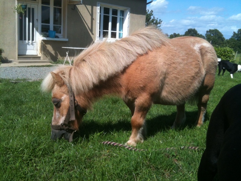 Mini ponie à adopter Câline de la Mehalee ADOPTEE Caline15