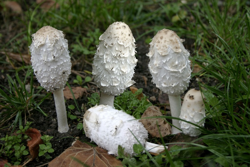 les champignons par ordre alphabétique. - Page 8 Coprin10