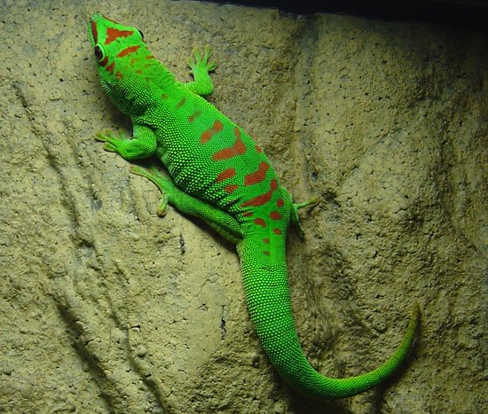 Les animaux - Page 3 Gecko_10