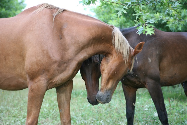 Uccello TF 5 ans, adopté par Karine ! - Page 3 Img_2810