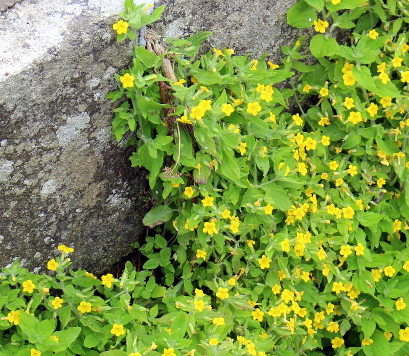 fleurs jaunes de Gamblen[Mimulus moschatus] Img_0711