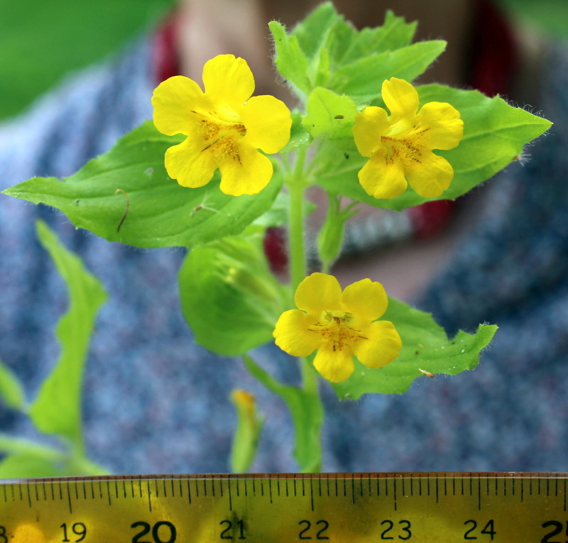 fleurs jaunes de Gamblen[Mimulus moschatus] Img_0810