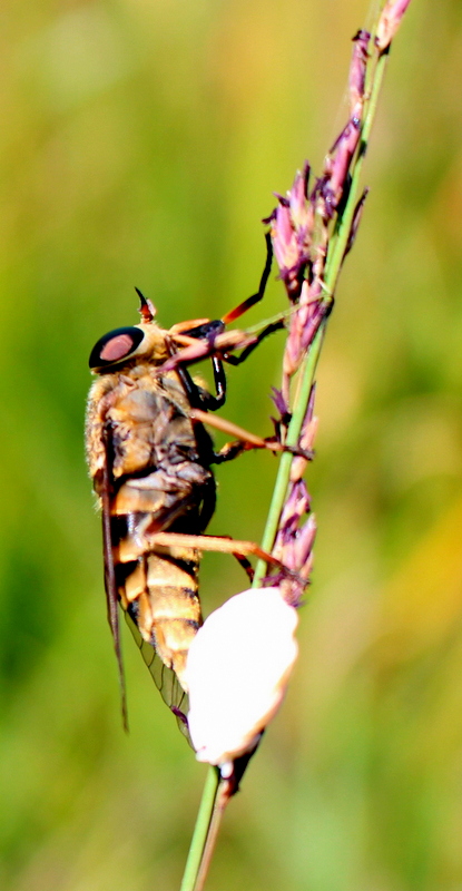 Tabanus? Img_0912