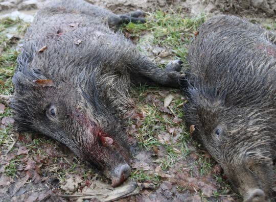 Alsace Les préfets mettent la pression sur les sangliers et… les chasseurs  20-00010