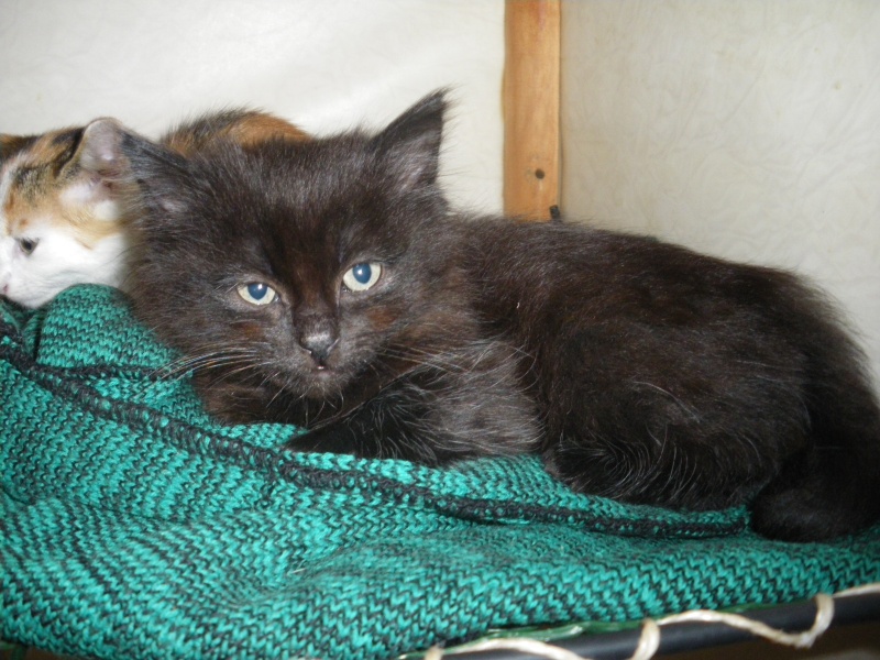 DESIR (chaton mâle noir poils mis long)