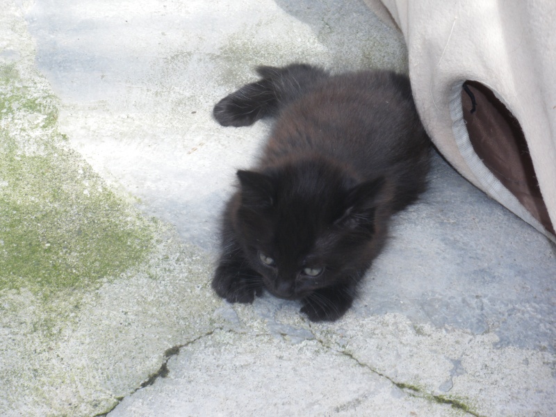 DESIR (chaton mâle noir poils mis long) Imgp0321