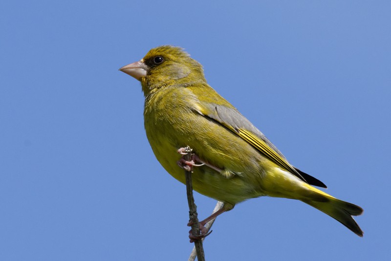 Verdier d'Europe - Carduelis chloris Dsc_0610