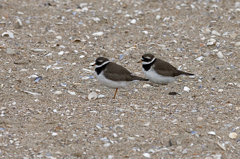 Grand Gravelot - Charadrius hiaticula Dsc_1310