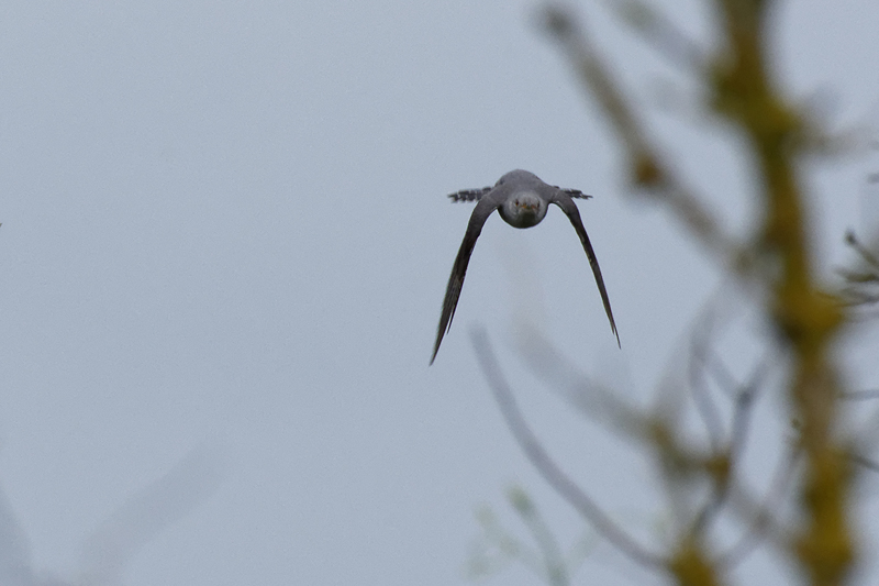 Coucou gris - Cuculus canorus Dsc_1610