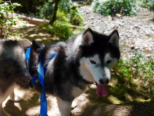 Hiking with Dogs: Columbia River Gorge, OR 810