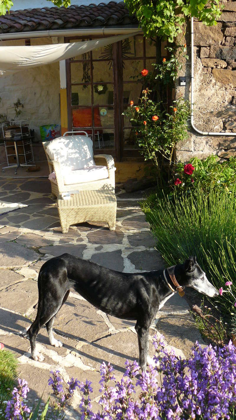 Florence Squelette de Merida à l'adoption Scooby France Adoptée - Page 12 P1100310