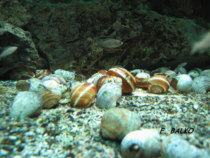 Aquarium Berlin eau douce Aquari22