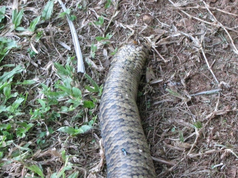 poor snake Img_0611