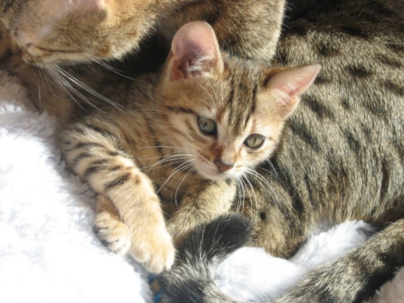 BRONZE Egyptian Mau cattery in "Malta"     (FR/anglais) Mal_im10