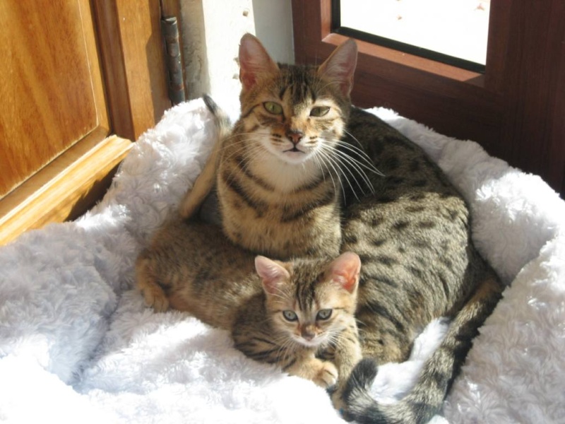 BRONZE Egyptian Mau cattery in "Malta"     (FR/anglais) Mal_im14