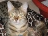 BRONZE Egyptian Mau cattery in "Malta"     (FR/anglais) Oooooo13