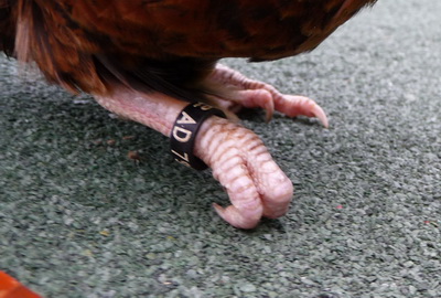 Jeune Coq Serama qui boite, sa patte semble paralysée P1060420