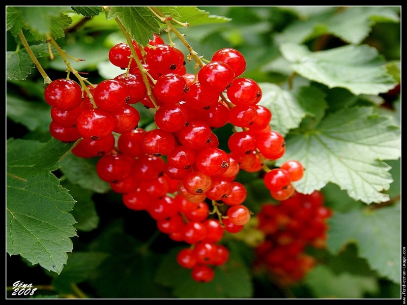 Fleurs,....fruit,.....tout ce qui se mange,...se boit....ou qui vient de la nature.......... - Page 19 09082110