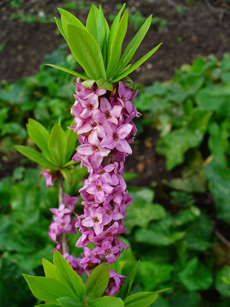 FLEURS OU ARBRES par ordre ALPHABETIQUE - Page 26 Daphne10