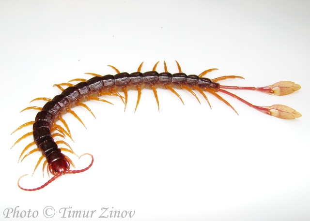 Удивительные Scolopendra spp. Alipes10