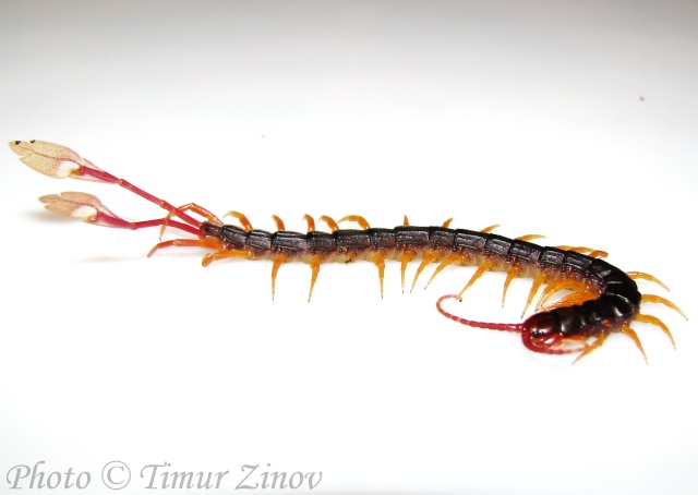 Удивительные Scolopendra spp. Alipes11