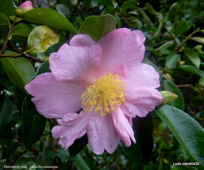 Les Camellias: variétés, floraison, culture. Saison 2012 - 2013 Dsc00110