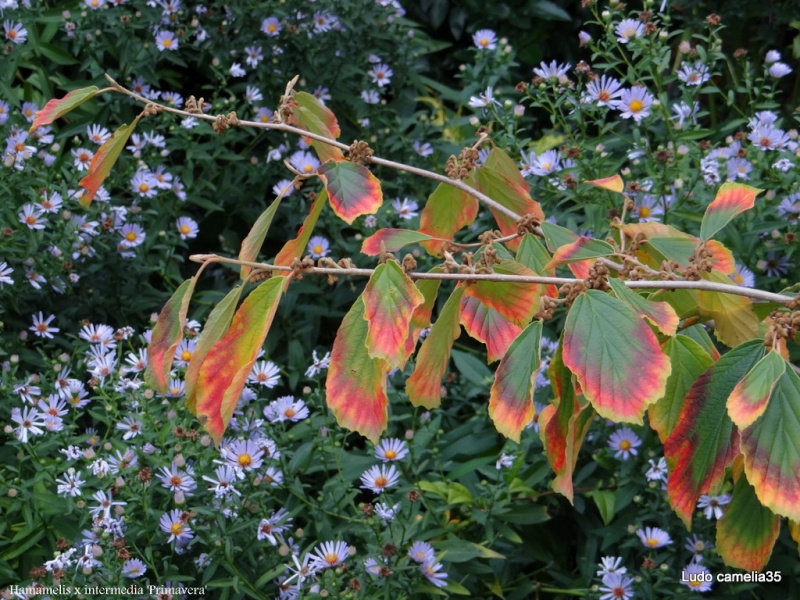 couleurs d'automne - Page 2 Dsc01510