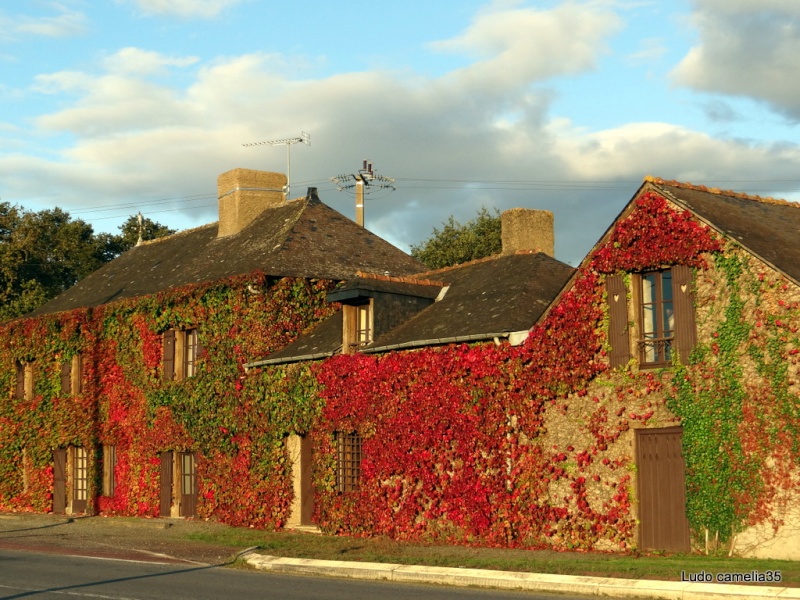 couleurs d'automne - Page 2 Dsc01710