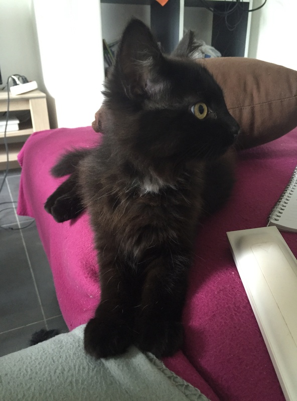 Bailey, adorable chatonne noire à poils longs née en avril 2016 Img_2910