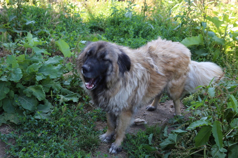 Ursa, chienne de taille moyenne, née en 2012  Hx9a6112